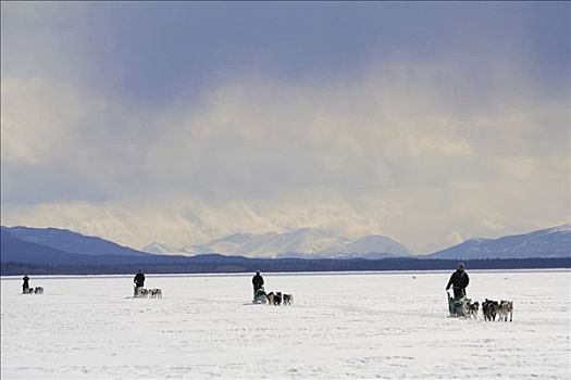 狗,团队,雪撬,四个,冰冻,育空地区,加拿大