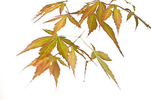 日本槭