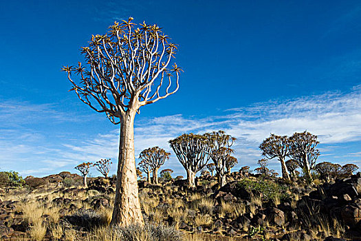 震动,树,树林,靠近,基特曼斯胡普,纳米比亚,非洲