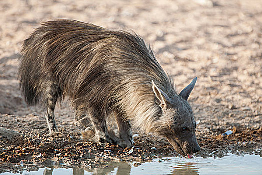 褐色,鬣狗,喝,水潭,卡拉哈迪大羚羊国家公园,北开普,南非,非洲