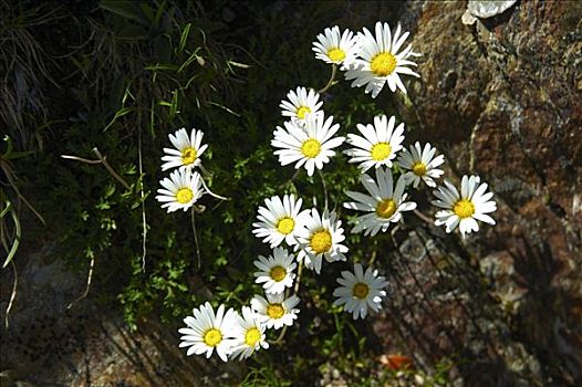 牛眼菊,甘菊花