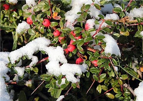 积雪,红色浆果,绿色,枝条,冬天