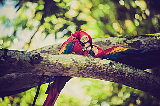 绯红金刚鹦鹉,哥斯达黎加