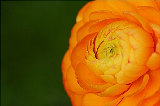 橙色,毛茛属植物,花