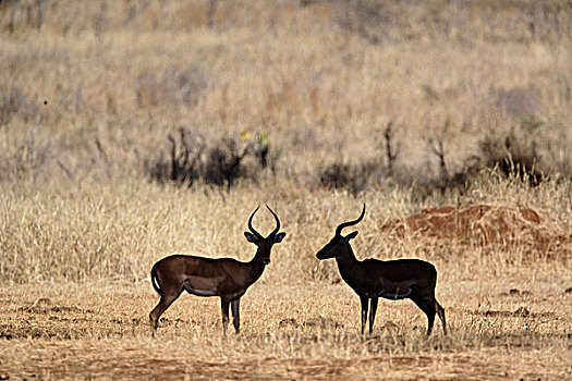 黑斑羚,剪影,塔兰吉雷国家公园,坦桑尼亚