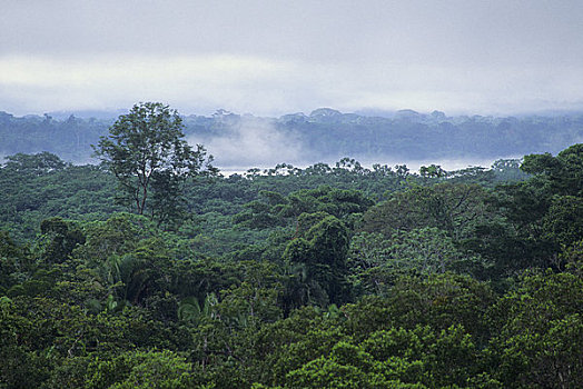 厄瓜多尔,亚马逊盆地,靠近,雨林,树荫,薄雾,上升