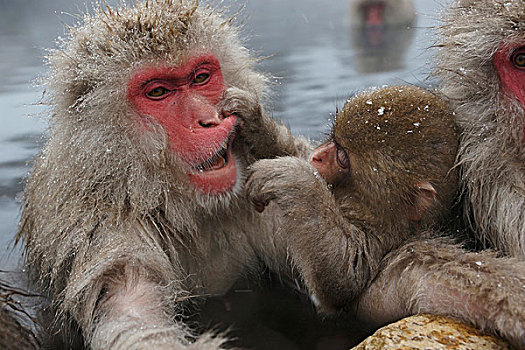 日本猕猴,雪猴,幼仔,举起,嘴唇,日本