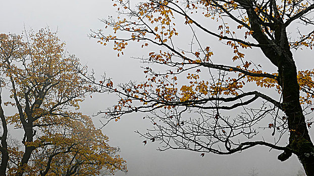 秋天,树顶,枝条,两个,大槭树,雾,上巴伐利亚