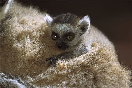 节尾狐猴,狐猴,婴儿,背影,贝伦提保护区,马达加斯加