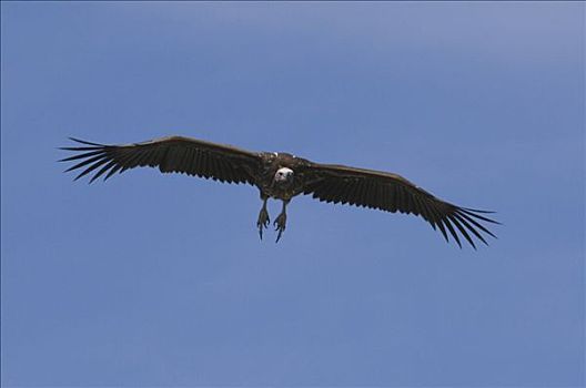 飞,秃鹰,马赛马拉国家保护区,肯尼亚,非洲