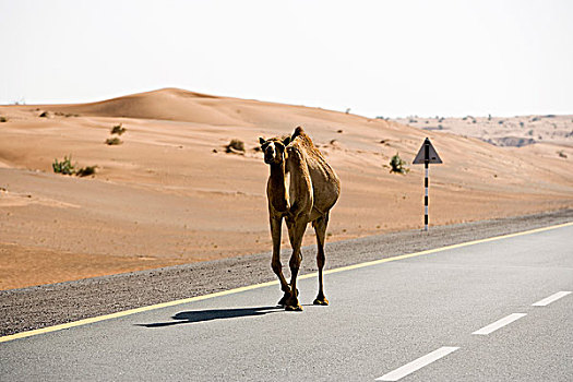 骆驼,途中