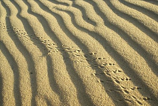 动物脚印,沙丘