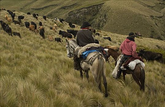 两个,牛仔,乘,庄园,牧群,牛,安迪斯山脉,厄瓜多尔