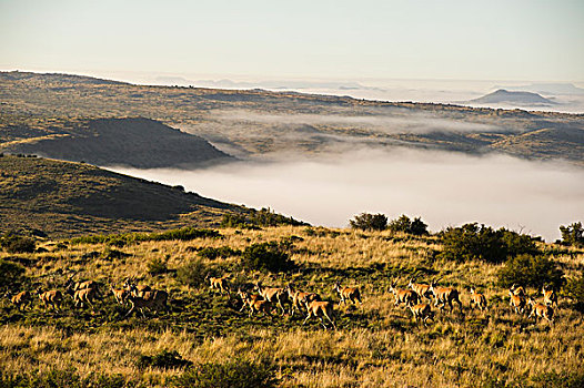 大羚羊,游戏,牧场,南非
