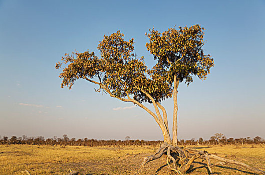 树,萨维提,乔贝国家公园,博茨瓦纳,非洲