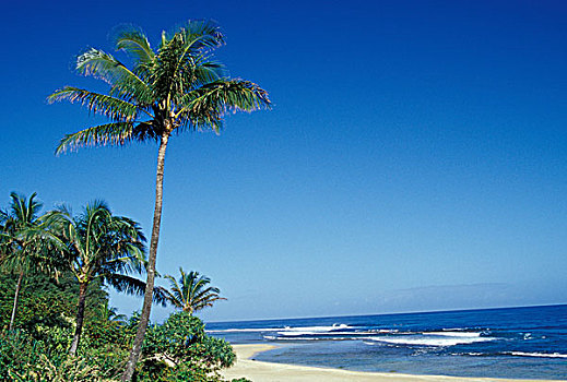 夏威夷,考艾岛,棕榈树,沙子,海滩