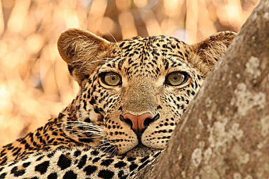 印度豹,坦桑尼亚