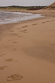 脚印,吹,沙子,爱德华王子岛,国家公园,北岸,加拿大
