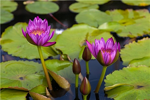 粉色,荷花,花