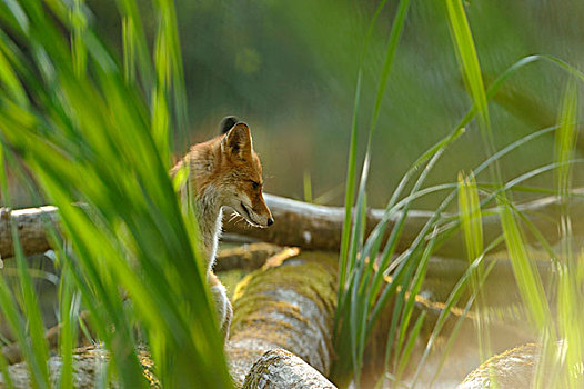 红狐,狐属,多瑙河,湿地,国家公园,下奥地利州,奥地利,欧洲