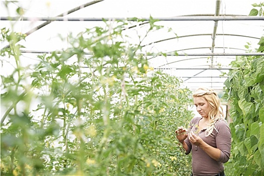 女性,农工,检查,番茄植物,温室