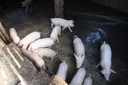 重庆市云阳县外郎乡的农村生猪养殖