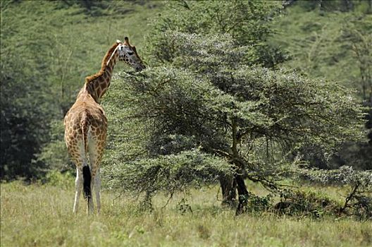 马赛长颈鹿,纳库鲁湖,肯尼亚,非洲