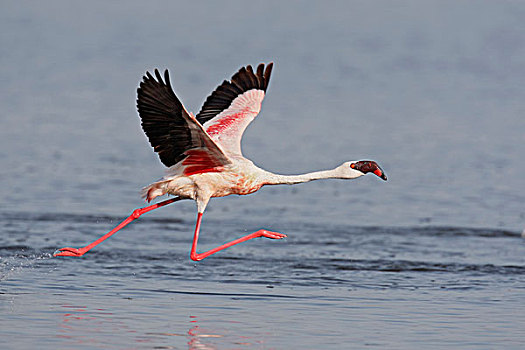 肯尼亚,纳库鲁湖国家公园,小红鹳,飞