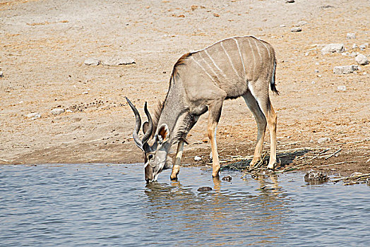 大捻角羚,喝,水坑,埃托沙国家公园,纳米比亚,非洲