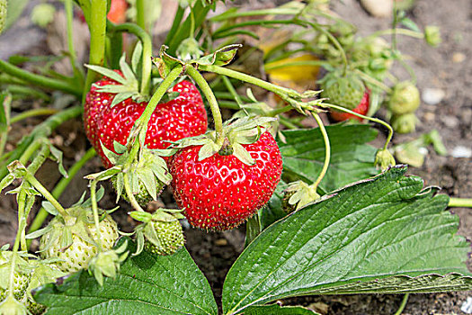 草莓植物,成熟,红色,草莓