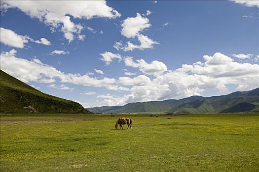 馬,香格里拉,中國