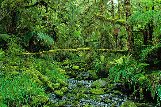 雨林,峡湾国家公园,南岛,新西兰