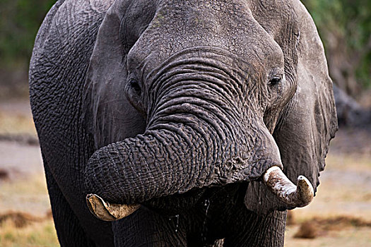 正面,头像,大象,非洲象,喝,奥卡万戈三角洲,博茨瓦纳