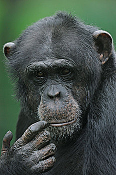 俾格米人,黑猩猩,倭黑猩猩,头像