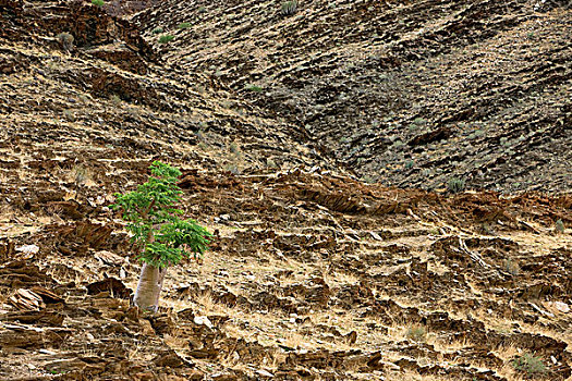 树,纳米布沙漠,纳米比亚