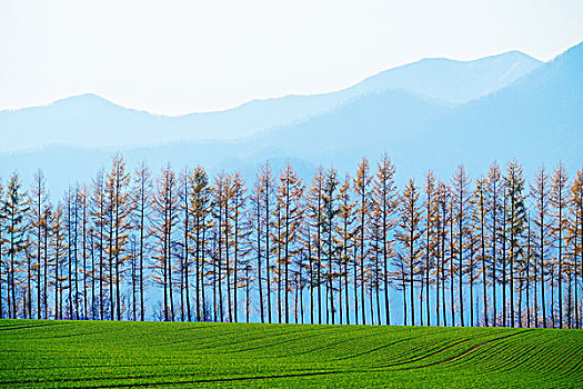 北海道,日本