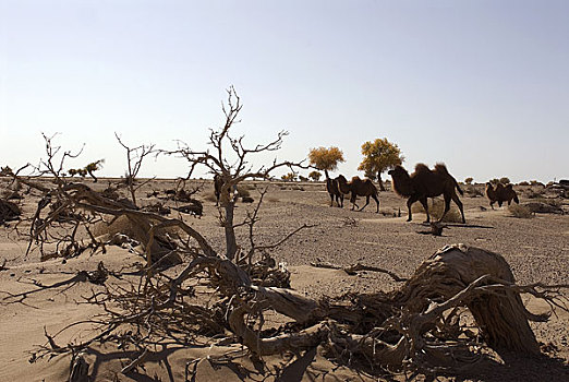 沙漠胡杨树骆驼群