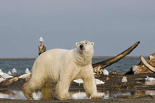 大,北极熊,公猪,弓头鲸,畜体,左边,海岸,生存,岛屿,区域,北极圈,国家野生动植物保护区,阿拉斯加