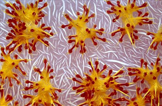 软珊瑚,特写,脚,深,所罗门群岛