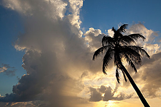 棕榈树,剪影,阳光,日落,基韦斯特,佛罗里达,美国