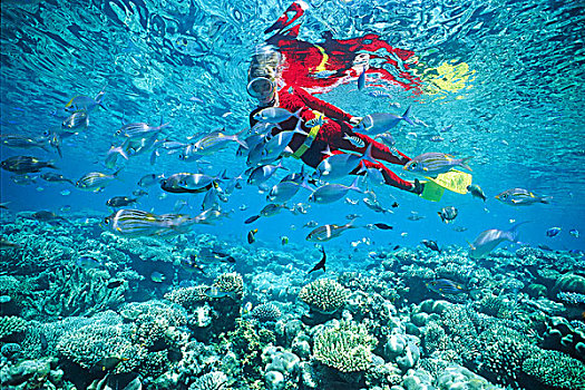水下呼吸管,热带,珊瑚,礁石,兔子,鱼,马尔代夫,印度洋,亚洲