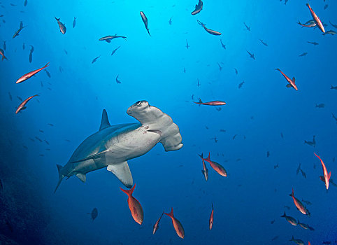 圆齿状,路氏双髻鲨,太平洋,岛屿,哥斯达黎加,中美洲