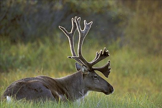 幼兽,北美驯鹿,雄性动物,苔原,德纳里国家公园