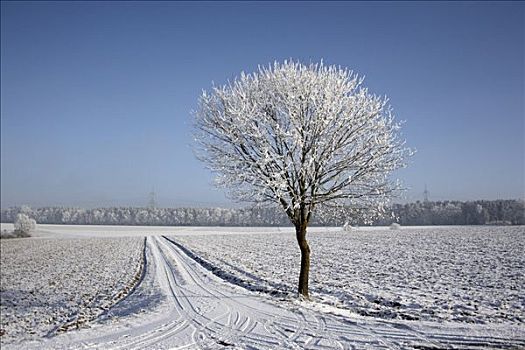 冬天,氛围,孤树,风景
