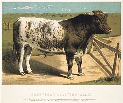 公牛,1875年,艺术家
