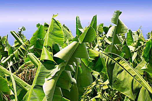 加那利群岛,香蕉,种植园,帕尔玛