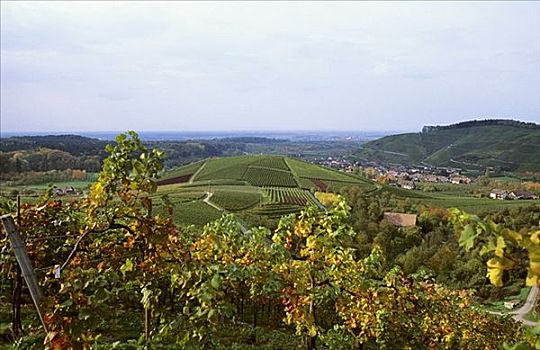 葡萄种植,靠近,巴登,德国