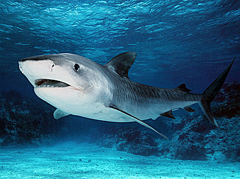 虎鲨,大堡礁,澳大利亚