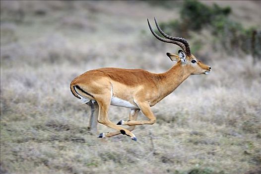 黑斑羚,公羊,跑,禁猎区,肯尼亚,非洲