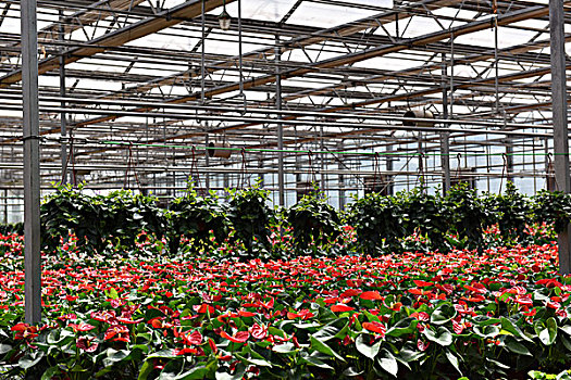 温室中的红掌花朵